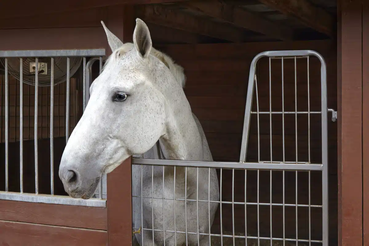 RECO Intensive - Thumbnail 10